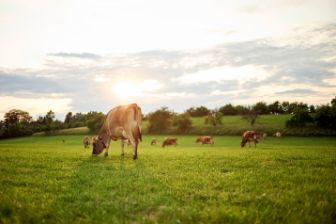 Kuh auf Weide frisst Gras
