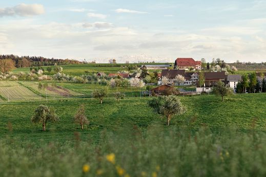 Grüne, leicht hügelige Landschaft in der Schweiz