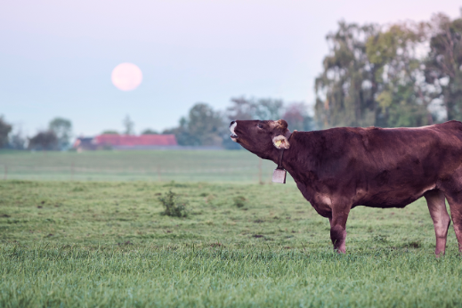 Eine Kuh muht auf einer Weide