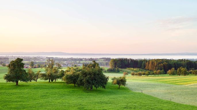 Grüne Landschaft mit Bäumen und Wiese.