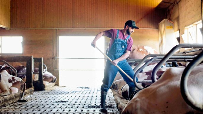 Bauer füttert Kühe im Kuhstall mit Heu