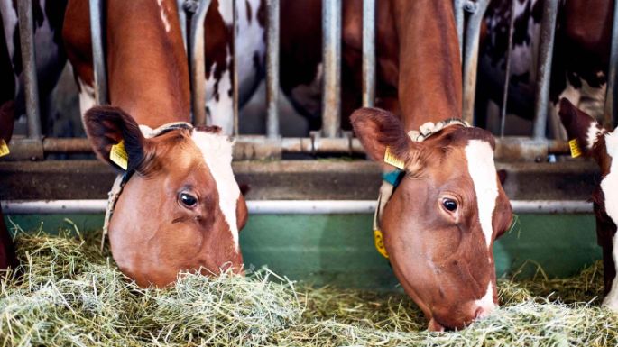 Thurgauer Milchkühe fressen Heu im Stall