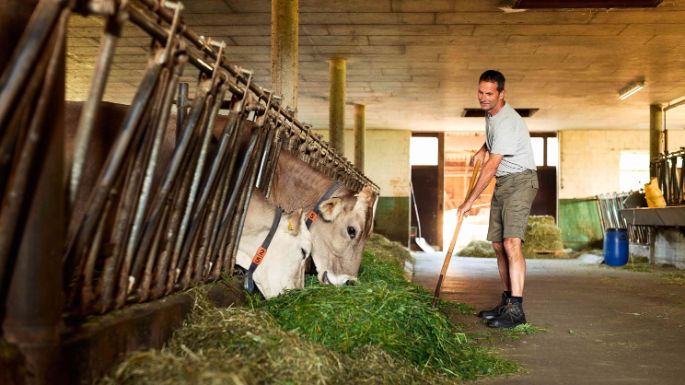 Milchbauer im Stall füttert Kühe mit frischem Gras